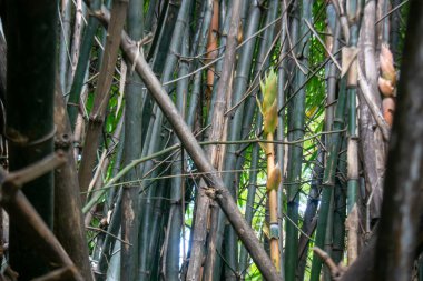 Yoğun bir bambu ormanının büyüleyici görüntüsü canlı yeşil yapraklar ve eşsiz gövde dokuları, sakin bir ortamda dinginliği ve doğal güzelliği davet ediyor..
