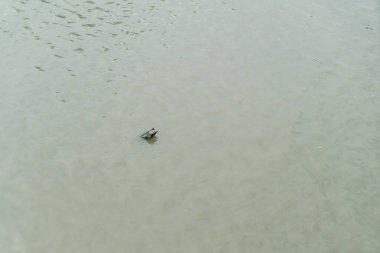 Sakin bir kaplumbağa, sakin nehir suyunda süzülür ve doğal ortamındaki vahşi yaşamın güzelliğini gösterir. Doğa meraklıları için huzurlu bir manzara..