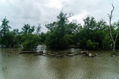 Sakin sularda yemyeşil mangrov ağaçlarının bulunduğu sakin bir manzara, bulutlu gökyüzünü yansıtıyor, sulak arazi ekosisteminin zengin biyolojik çeşitliliğini gösteriyor.