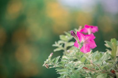Canlı, yeşil yapraklarla çevrili pembe bir çiçeğin göz kamaştırıcı yakın çekimi. Yumuşak, bulanık bir arka plana kurulmuş, doğa aşıkları için mükemmel..