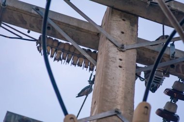 Küçük bir kuş, gri gökyüzüne karşı elektrik hattı yapısına tünemiş, kentsel yaşamın teknoloji ve doğa ile etkileşimini sergiliyor..