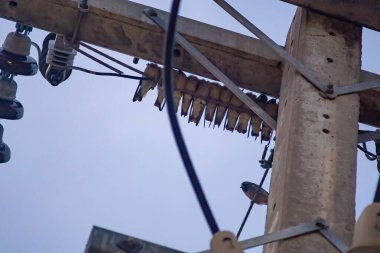 Elektrik hatları üzerinde dinlenen küçük kuşlar kümesi, yumuşak bir gökyüzü zeminine karşı vahşi yaşam ve şehir altyapısı arasındaki etkileşimi gösteriyor..