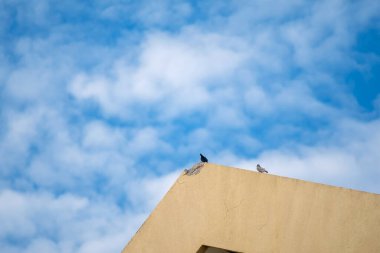 Bir binanın kenarına tünemiş iki kuşun huzurlu bir şehir anını yakalayan yumuşak bulutlarla dolu açık mavi bir gökyüzünün arkaplanına bakan sakin bir sahne..