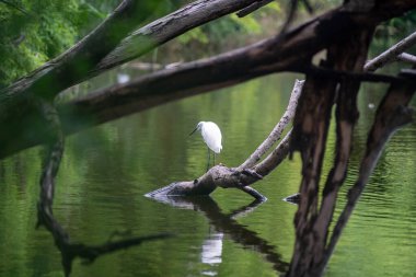 Zarif beyaz bir kuş durgun suların üzerinde bir ağaç kütüğünde duruyor, yemyeşil ile çevrili, huzurlu bir doğal ortam yaratıyor..