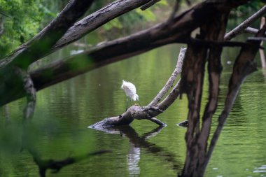 Huzurlu bir sahne, sakin sularda bir kütük üzerinde duran zarif bir kuş, yemyeşil, doğanın güzelliğini ve sükunetini gösteren.