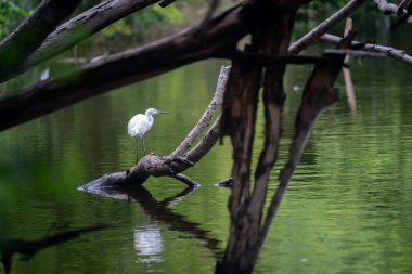 Sersemletici beyaz bir kuş, sakin suların üzerindeki bir kütüğe nazikçe tünemiş, yemyeşil bitki örtüsüyle çevrili. Huzurlu sahne, doğadaki vahşi yaşamın özünü yakalar..