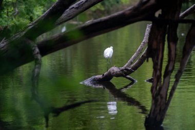 Zarif beyaz bir kuş durgun suların ortasındaki ahşap bir dalda duruyor, yemyeşil, yemyeşil bir çevrede doğanın sükunetini yansıtıyor..