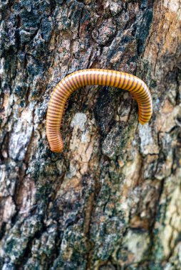 Çarpıcı turuncu ve kahverengi çizgileri olan canlı bir kırkayak ağaç kabuğunun dokulu yüzeyinde sürünerek doğanın çeşitliliğinin güzelliğini gösterir..