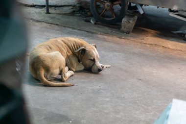 Huzurlu bir köpek, şehir ortamında huzur ve huzuru somutlaştıran bir zeminde mışıl mışıl uyur. Görüntü sessiz bir dinlenme anı yakalar..