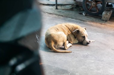 Huzurlu bir köpek beton zeminde huzur içinde yatar, dostluğu ön plana çıkaran sıcak bir ortamda sükunet ve sükuneti somutlaştırır..