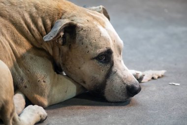 Barınakta kurtarılmış bir köpeğin yakın çekimi, hüzünlü bir ifade sergiliyor. Bu resim, evlat edinilmeyi bekleyen, şefkat gösteren hayvanların duygularını gösteriyor..