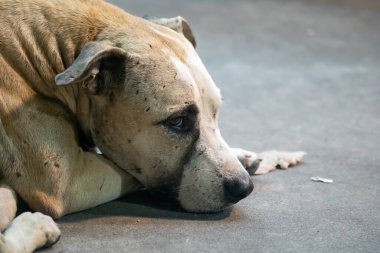 Beton zeminde dinlenen üzgün bir köpeğin yakın çekimi gözlerindeki derin duyguyu yakalıyor. Görüntü bir sükunet ve yalnızlık hissi veriyor..