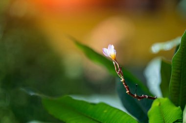 Çimenli yeşil yapraklardan narin bir çiçek çıkar, huzurlu ve huzurlu bir manzara yaratır. Bulanık arka plan doğanın güzelliğini arttırır..