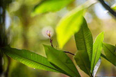 Narin bir çiçek tomurcuğunun bulunduğu yeşil yaprağın yakın plan görüntüsü, yumuşak ve bulanık bir arka plan üzerine kurulmuş, doğanın sükunet ve güzelliğinin özünü yakalıyor..