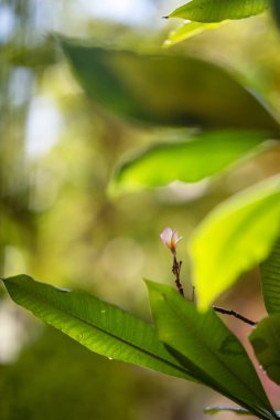Yumuşak bir çiçek, canlı yeşil yapraklardan çıkar ve doğanın güzelliğini gösterir. Güneş ışığı bu bereketli ortamda sakin bir atmosfer yaratıyor..