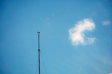 Yalnız bir kuş, parlak mavi bir gökyüzünün altındaki uzun bir direğin üzerinde tünemektedir. Huzurlu sahne, doğa ve özgürlüğün sükunetini yakalıyor. Açık havanın güzelliğini vurguluyor..