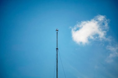 Uzun bir bayrak direği açık mavi bir gökyüzüne karşı duruyor, tek bir beyaz bulut var. Bu sakin görüntü, açık hava ortamında sadelik ve sükuneti yakalar..