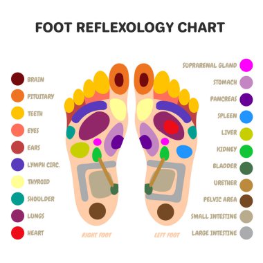 Refleksoloji ayak masajı noktaları. Akupunktur ve akapunktur terapi noktaları. Alternatif ayak tedavisi. İç organ bölgeleri