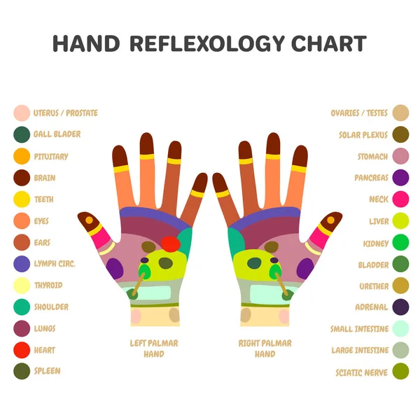 Reflexologie Handmassage Punten Acupunctuur Acupressuurpunten Therapiehanden Alternatieve Geneeskunde Inwendige Organen Stockillustratie