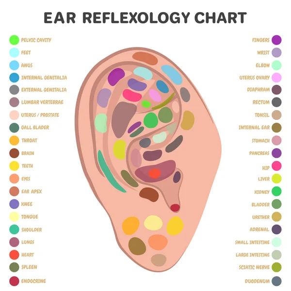 Ρεφλεξολογία Σημεία Μασάζ Αυτιών Βελονισμός Και Σημεία Βελονισμού Θεραπεία Εναλλακτική — Διανυσματικό Αρχείο