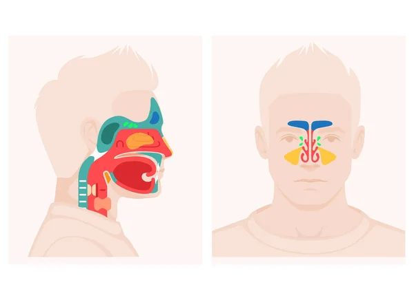 Nariz Anatomia Garganta Boca Humana Sistema Respiratório Modelo Anatomia Cabeça —  Vetores de Stock