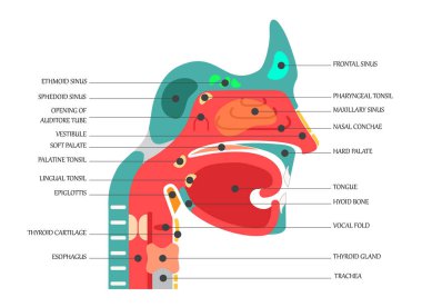 Burun, boğaz anatomisi, insan ağzı, solunum sistemi, insan kafasının anatomisi, burun boşluğu. İnsan Burnu diyagramının vektör çizimi. organ anatomisi