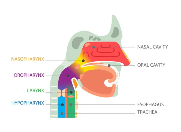 Larynx Interne Farynx Anatomie Menselijk Hoofd Medische Neus Mond Keel — Stockvector