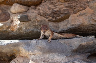 Kuru volkanik habitatta kaya çıkıntısına gerinen barbar yer sincabı..