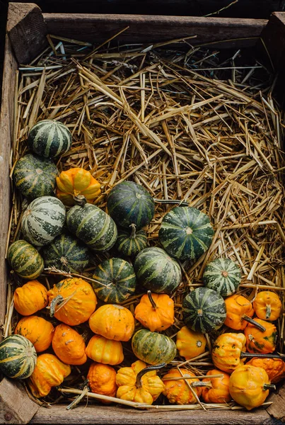 Vielfalt Kürbissen Auf Heugrund Herbsternte Halloween Konzept — Stockfoto