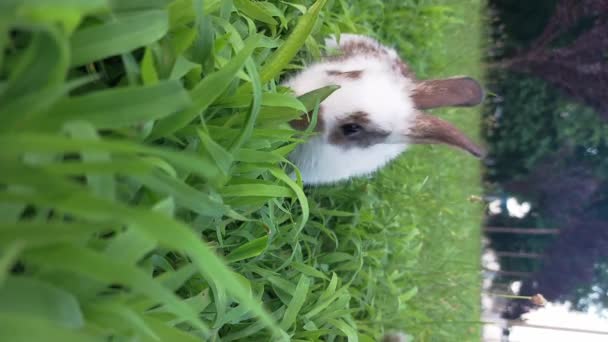 Otların Arasındaki Küçük Yavru Tavşan — Stok video
