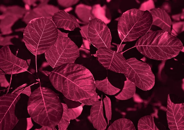 Textura Planta Color Moda Efecto Monocromático — Foto de Stock