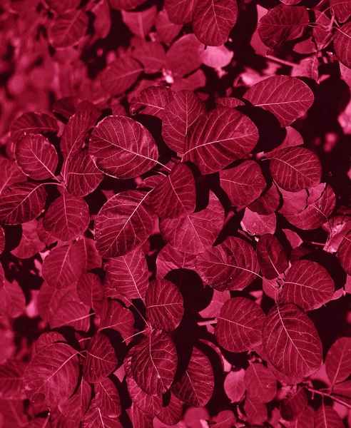 Struktura Rostliny Módní Barvě Monochromatický Efekt — Stock fotografie