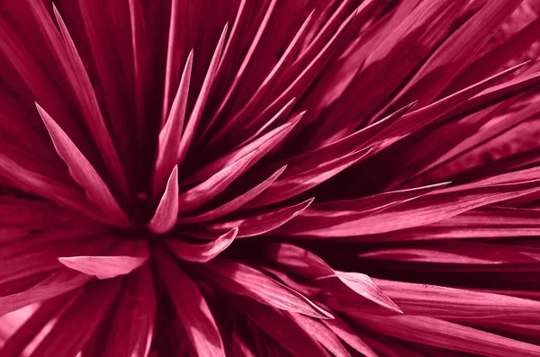 Bitkinin Dokusu Son Moda Renkte Tek Renkli Efekt — Stok fotoğraf