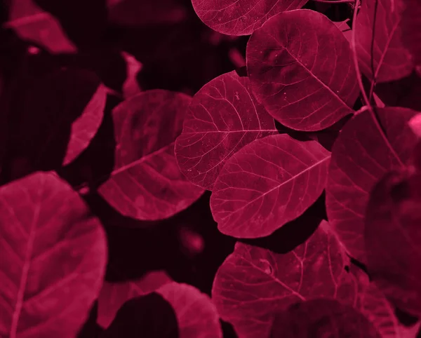 Textur Der Pflanze Trendiger Farbe Monochromatischer Effekt — Stockfoto