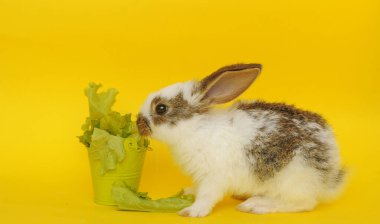 Yavru tavşan yeşil arka planda marul yaprakları yer. Paskalya sembolü.