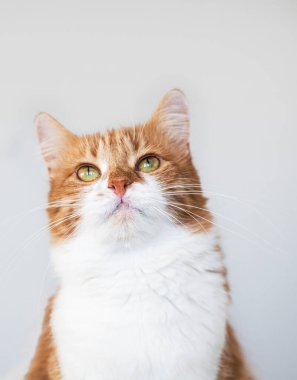 Cute house red cat posing on light background at home, national cats day, domestic pet