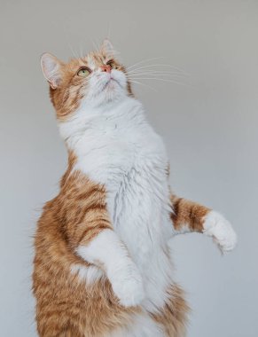Cute house red cat posing on light background at home, national cats day, domestic pet
