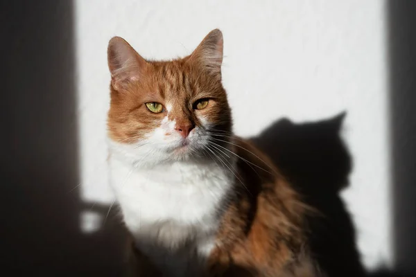 Cute House Red Cat Posing Light Background Home National Cats — Stockfoto