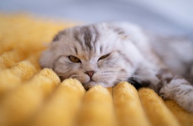 Şirin İngiliz kedisi evde uyuyor.