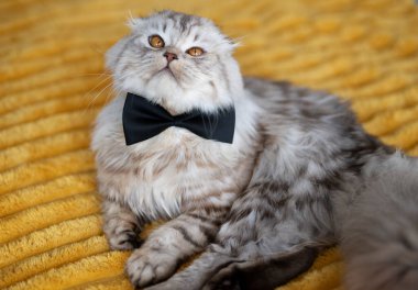 Sarı battaniyesinde kelebek kravatı olan sevimli İngiliz kedisi.