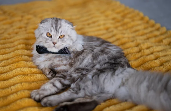 Słodkie Brytyjski Kot Motyl Krawat Żółty Koc — Zdjęcie stockowe