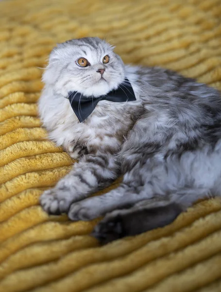 Słodkie Brytyjski Kot Motyl Krawat Żółty Koc — Zdjęcie stockowe