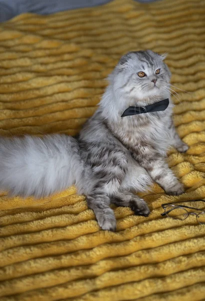 Niedliche Britische Katze Mit Schmetterlingskrawatte Auf Gelber Decke — Stockfoto