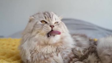 İngiliz kedisi kanepede yıkanıyor.