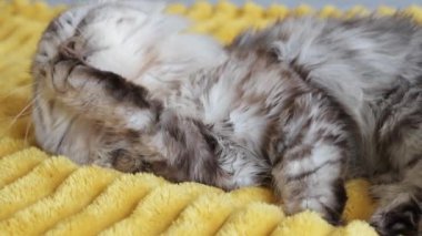 İngiliz kedisi kanepede yıkanıyor.