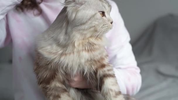 猫的照料 女人在家里梳理英国猫 — 图库视频影像