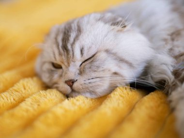 Şirin İngiliz kedisi evdeki sıcak sarı battaniyenin üzerinde yatıyor.