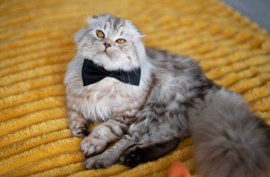 Şirin İngiliz kedisi evdeki sıcak sarı battaniyenin üzerinde yatıyor.