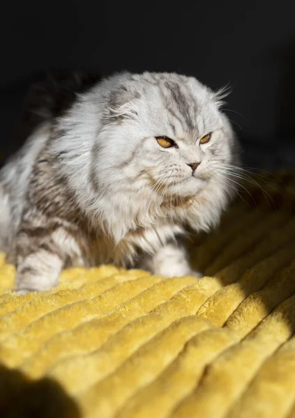 Cute Domestic British Cat Lies Warm Yellow Blanket Home — Stock Photo, Image