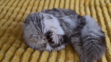 Şirin İngiliz kedisi evdeki kanepede yıkanıyor.